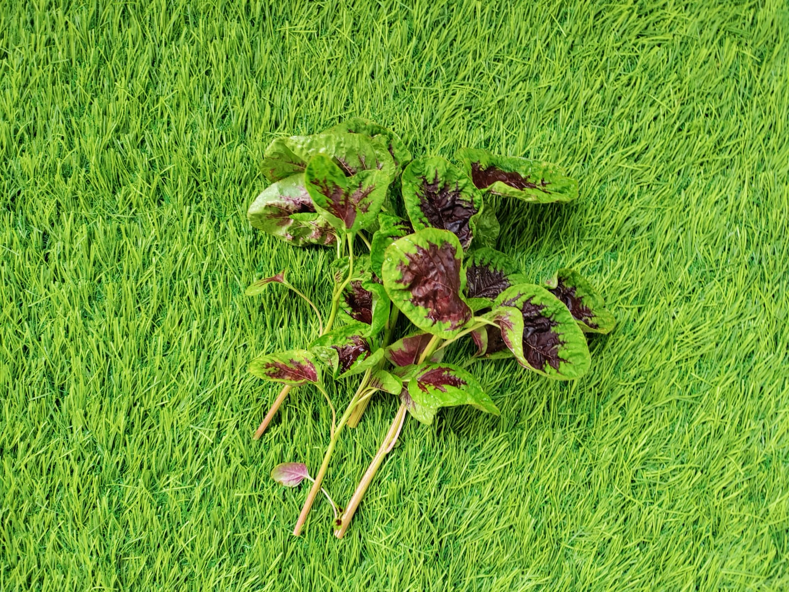 Tree Colour Amaranths (Nemali Kantham) – leafy vegetable seeds for home garden in India