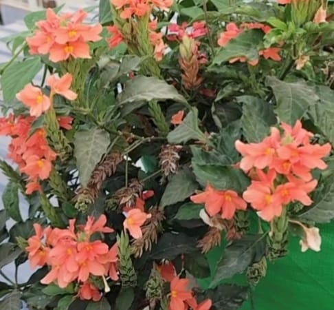 Crossadra (Kanakambaram) – all seasonal flower seeds for home garden in India