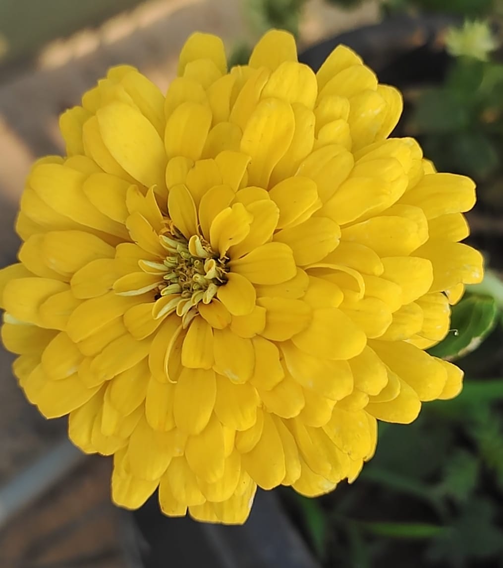 Zinnia Yellow – all seasonal flower seeds for home garden in India