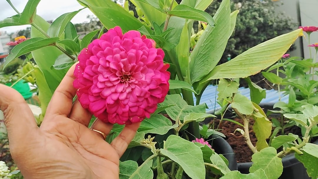 Pink Zinnia – all seasonal flower seeds for home garden in India
