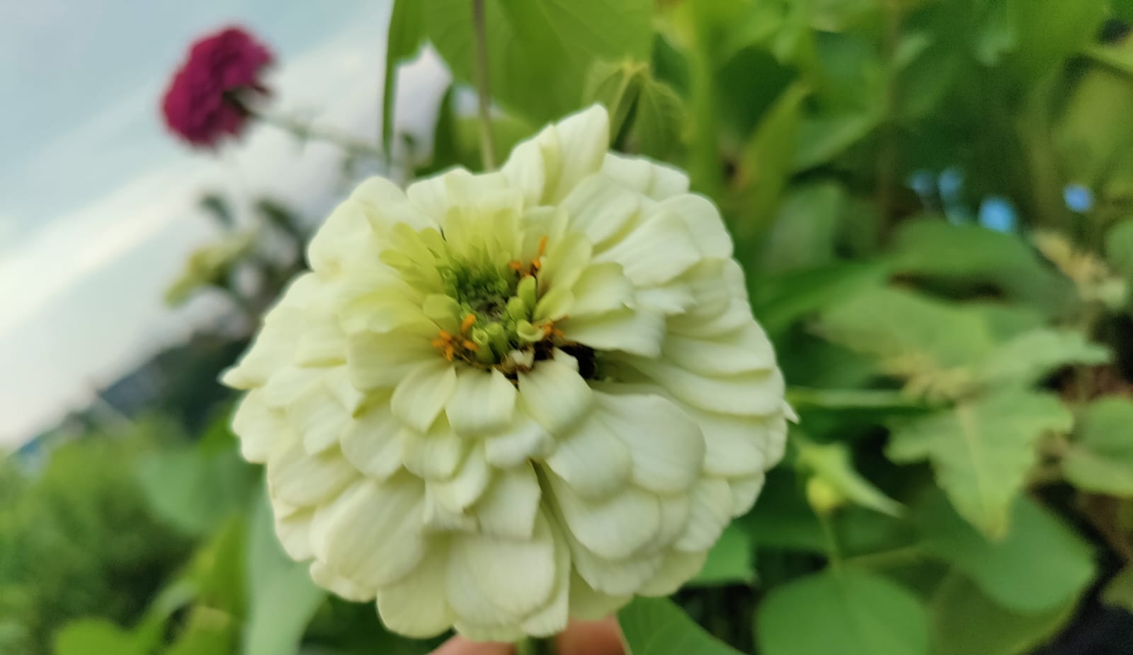 White Zinnia – all seasonal flower seeds for home garden in India