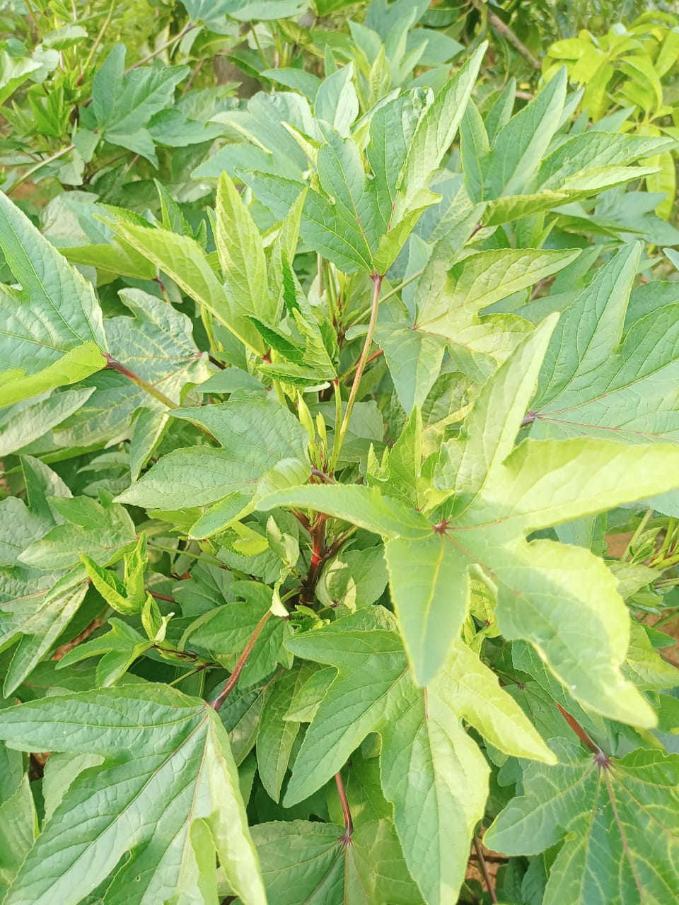 Gongura (Desi) – leafy vegetable seeds for home garden in India