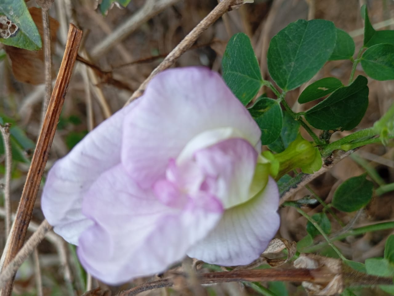 Pink Double Petal Aparajita – all seasonal flower seeds for home garden in India