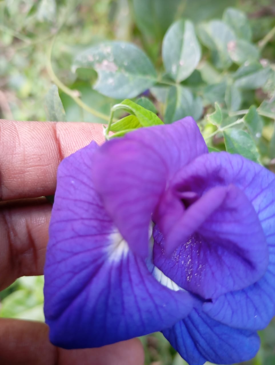 Blue Double Petal Aparajita – all seasonal flower seeds for home garden in India