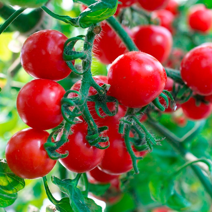 Cherry Tomato Big Size – native vegetable seeds for Indian home garden