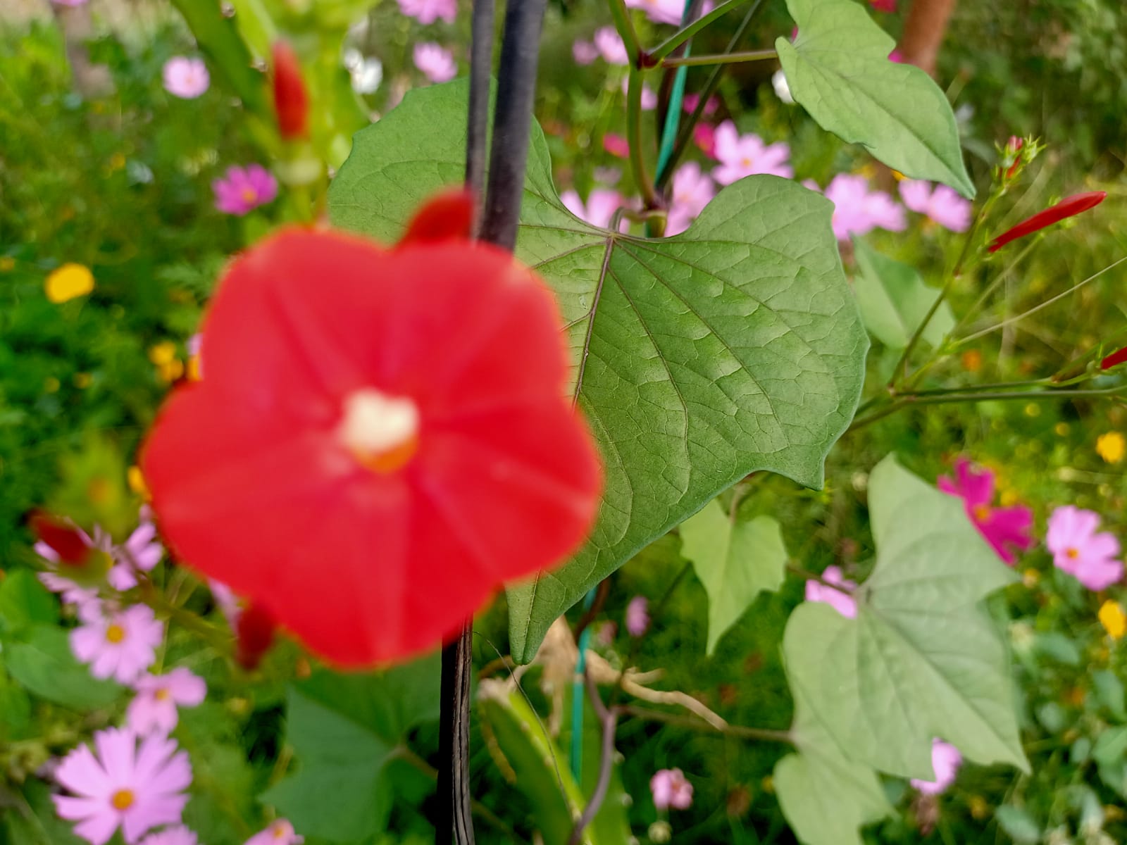 Red Morning Glory – all seasonal flower seeds for home garden in India