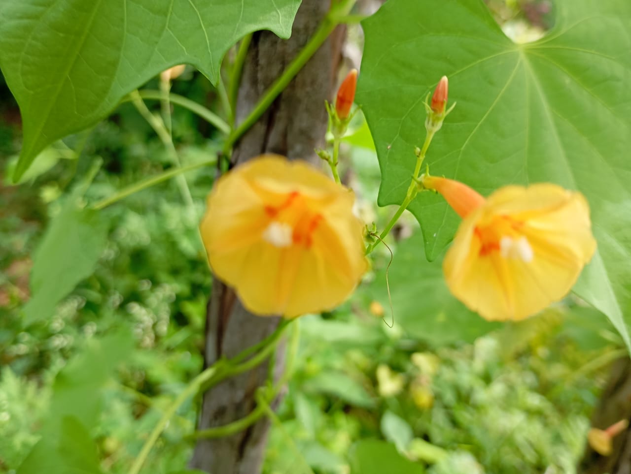 Morning Glory Yellow – all seasonal flower seeds for home garden in India