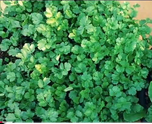 Desi Coriander – leafy vegetable seeds for home garden in India