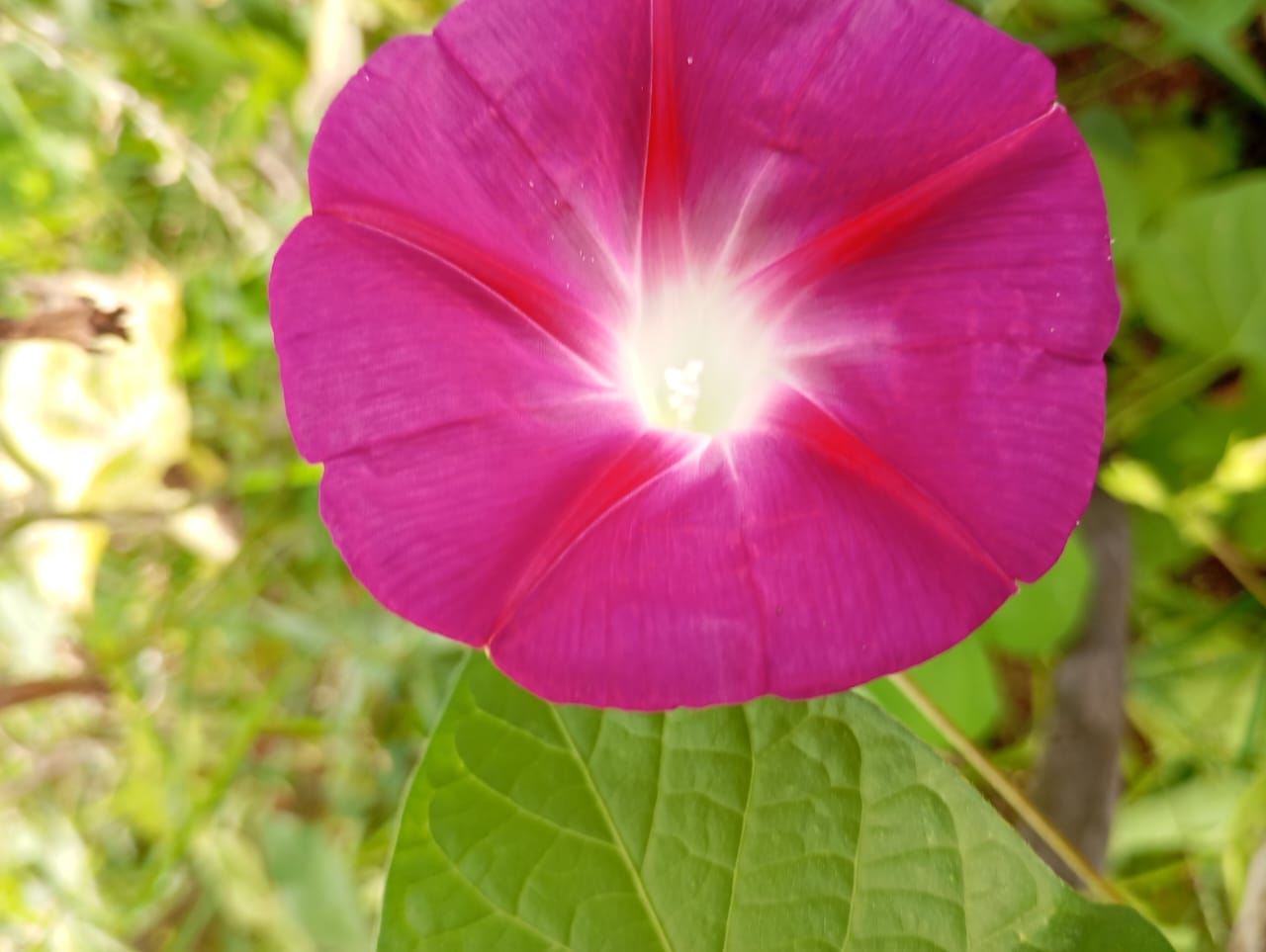 Dark Pink Morning Glory – all seasonal flower seeds for home garden in India