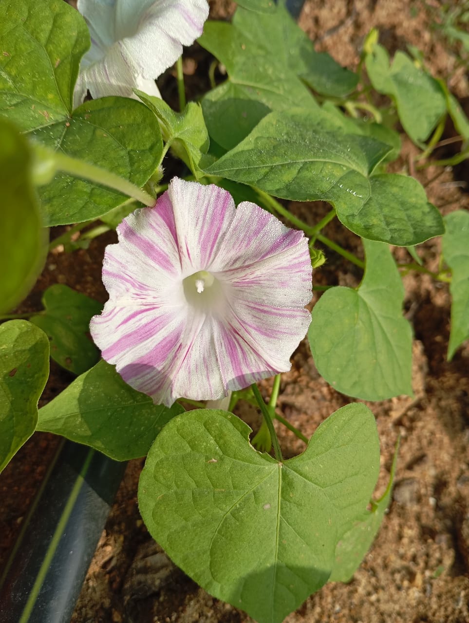 Double Colour Morning Glory – all seasonal flower seeds for home garden in India