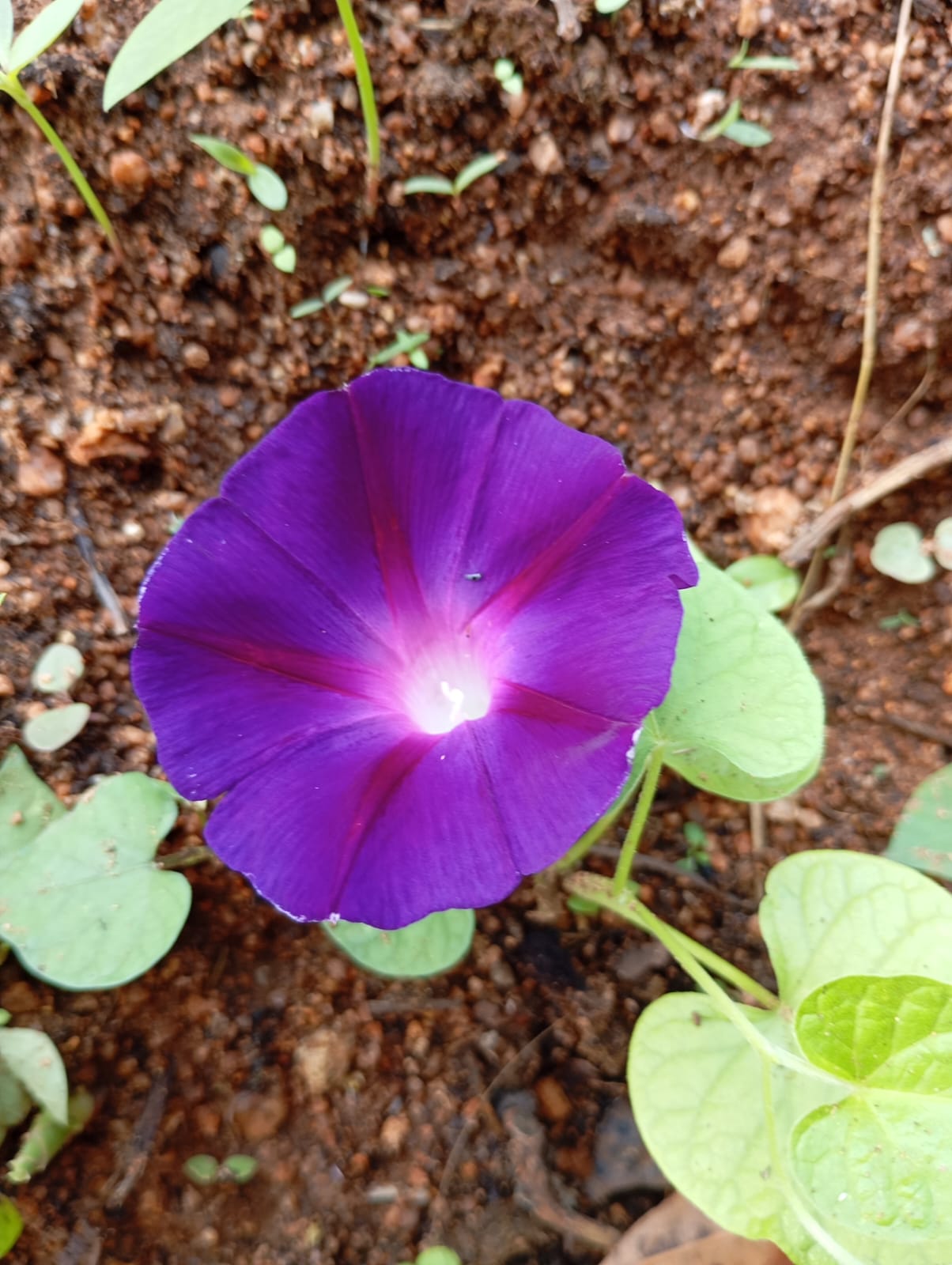 Violet Morning Glory – all seasonal flower seeds for home garden in India