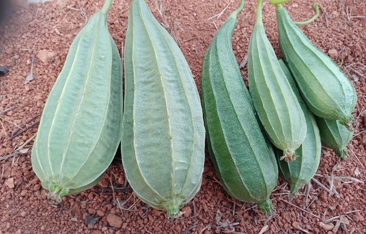 Desi Ridge Gourd – native vegetable seeds for Indian home garden