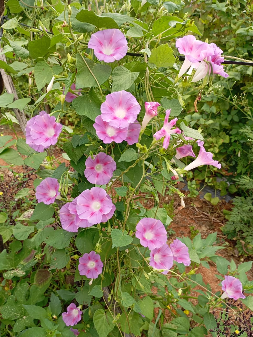 Light Pink Morning Glory – all seasonal flower seeds for home garden in India