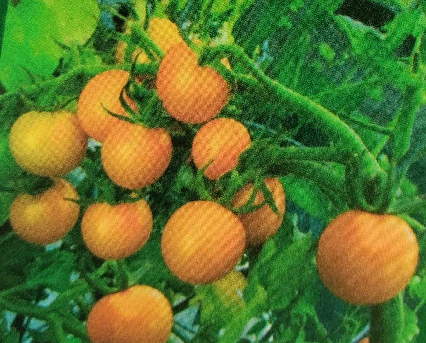 Tomato Yellow Round – native vegetable seeds for Indian home garden