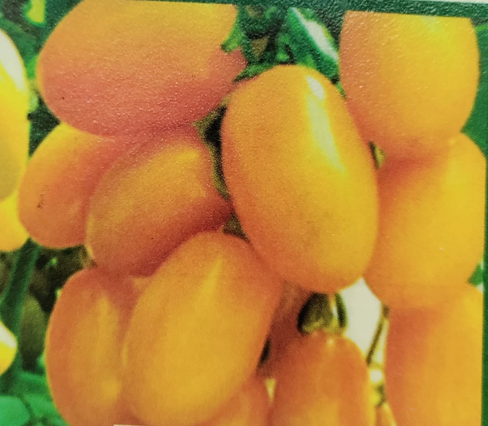 Tomato Yellow Oval – native vegetable seeds for Indian home garden