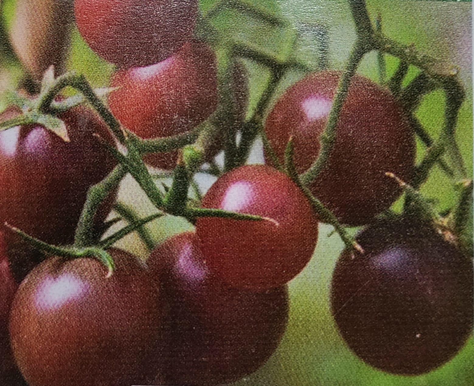 Tomato Cherry Brown Round – native vegetable seeds for Indian home garden