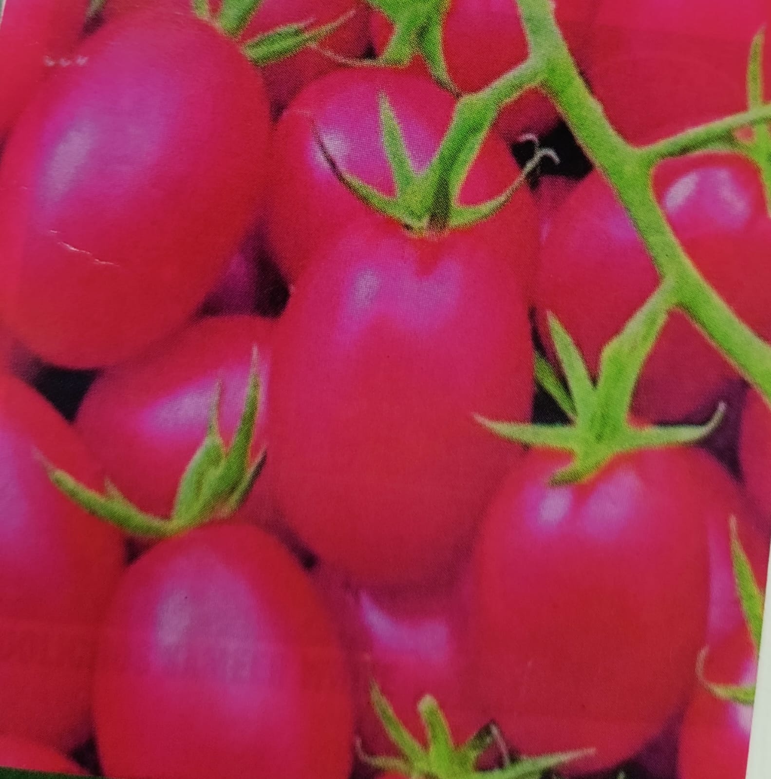 Tomato Cherry Pink Oval – native vegetable seeds for Indian home garden