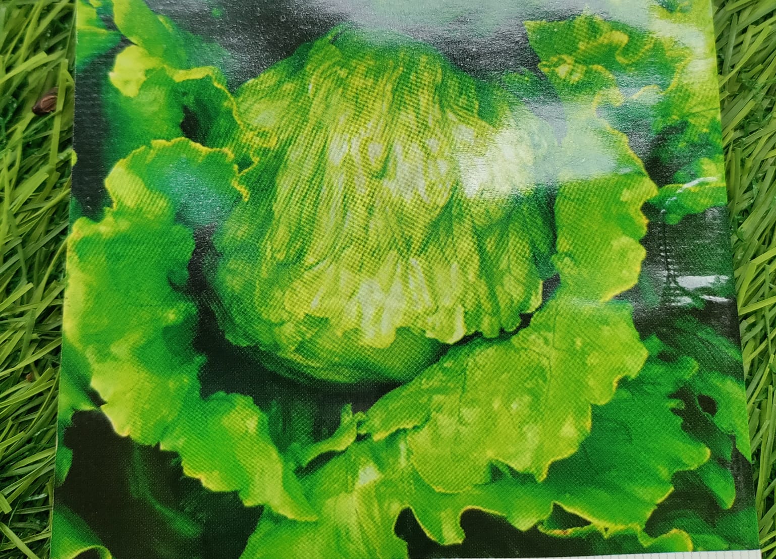 Lettuce Iceberg – leafy vegetable seeds for home garden in India