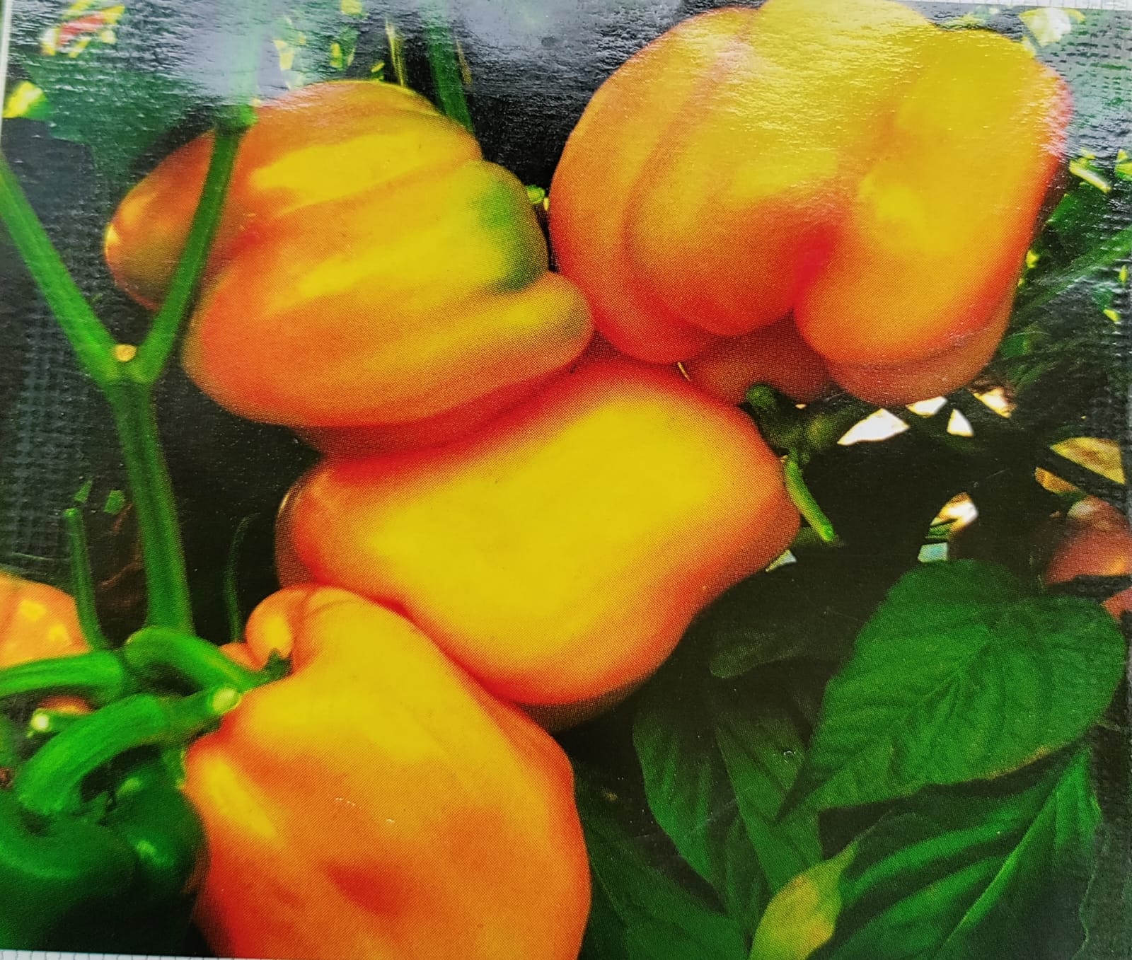 Capsicum Yellow – exotic vegetable seeds for home garden in India