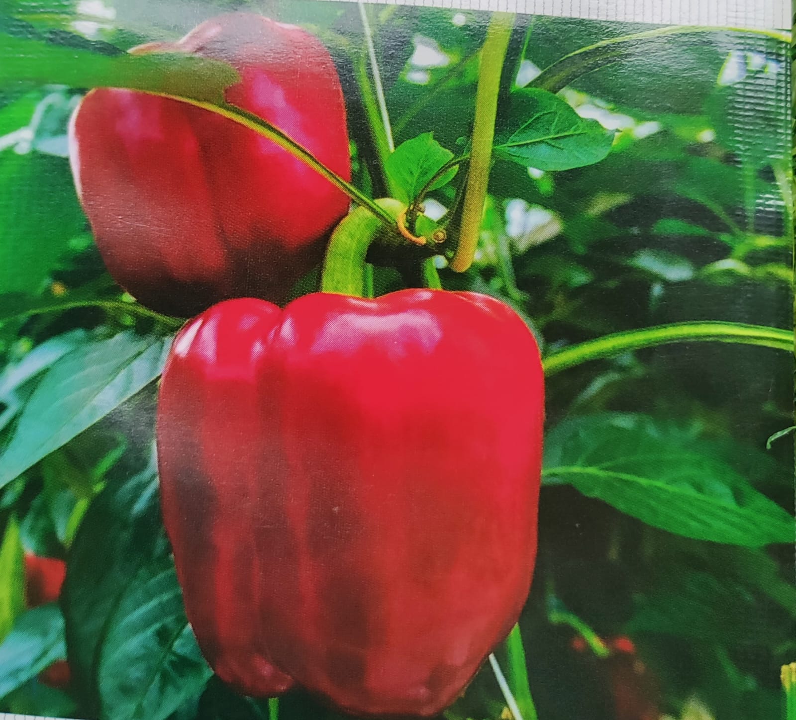 Capsicum Red – exotic vegetable seeds for home garden in India