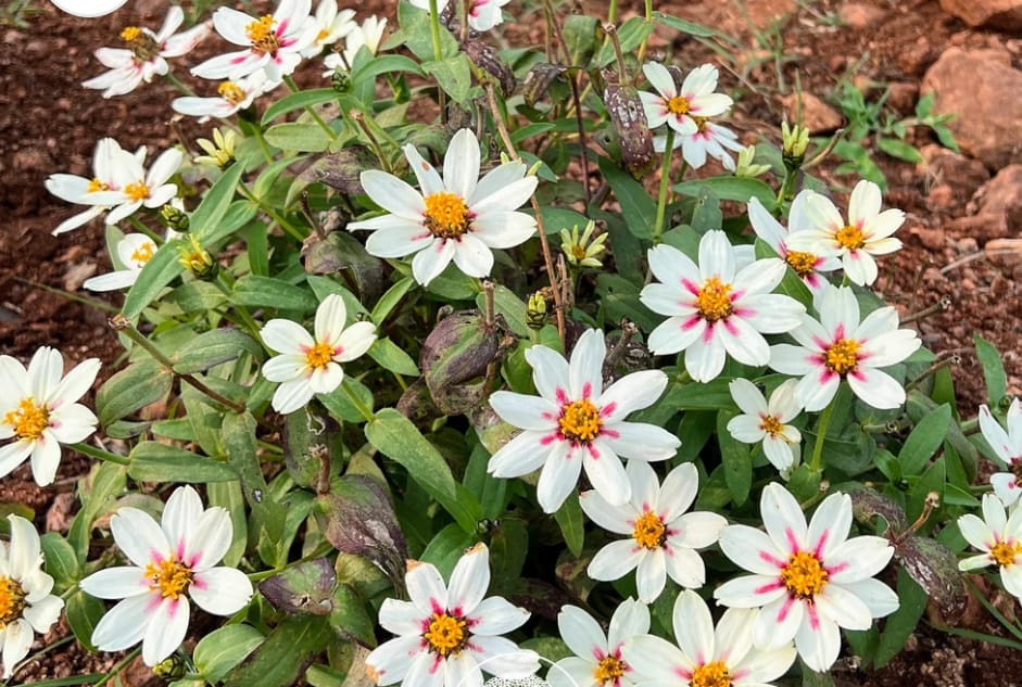 Star Light Rose Zinnia – all seasonal flower seeds for home garden in India