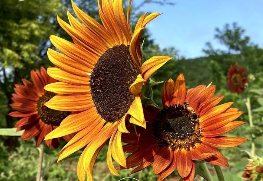 Red Sun Mix Sunflower – all seasonal flower seeds for home garden in India