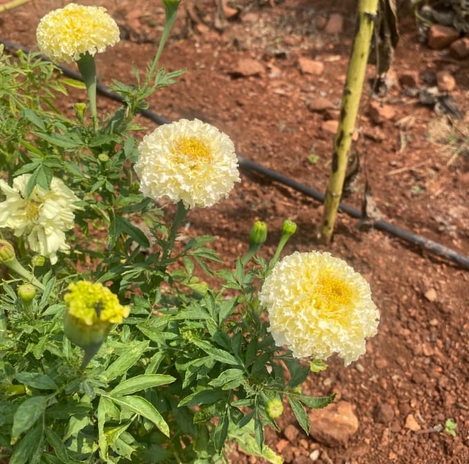 White Mari Gold – all seasonal flower seeds for home garden in India