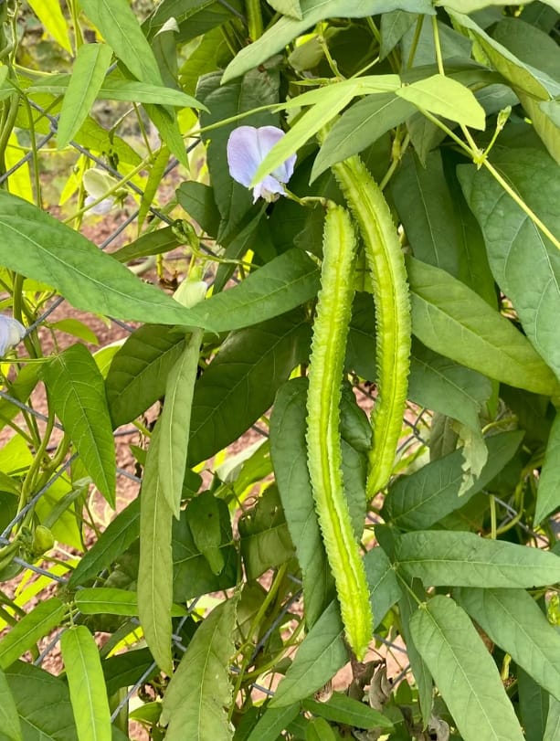 Extra Large Green Winged Pole Beans – native vegetable seeds for Indian home garden