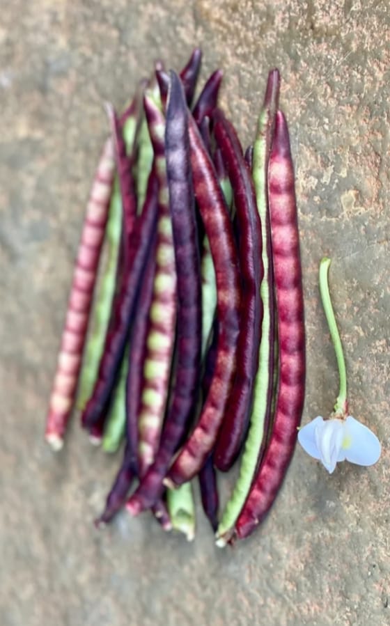 Purple Cowpea – exotic vegetable seeds for home garden in India