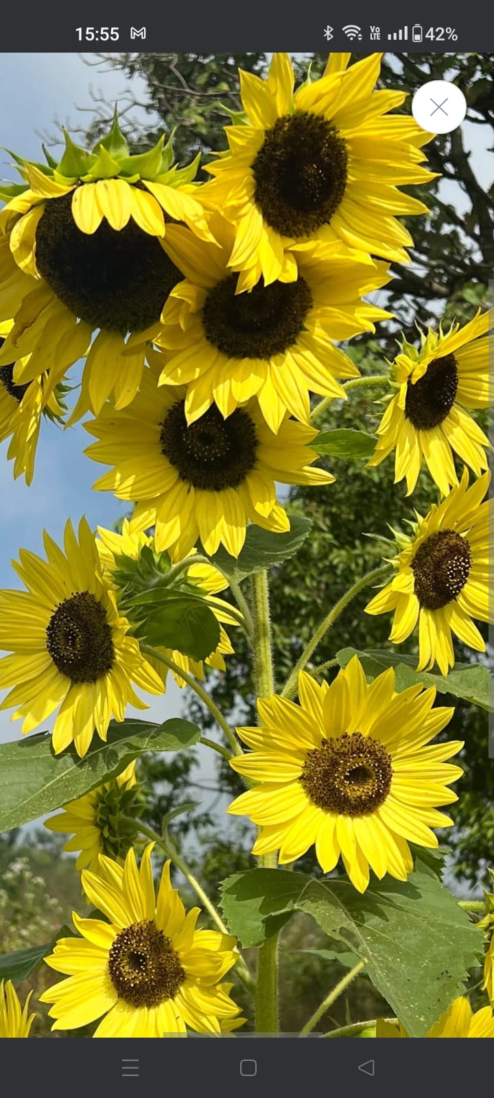 Lemon Yellow Sunflower