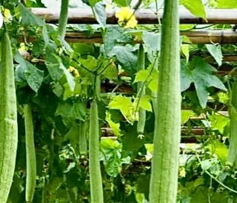 Light Green Spong Gourd – native vegetable seeds for Indian home garden