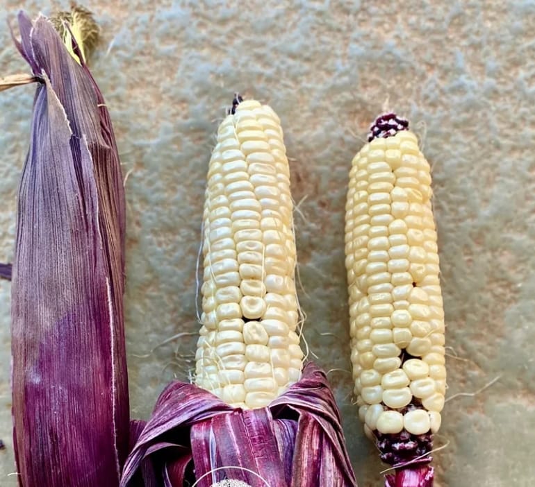 White Sweet Corn – exotic vegetable seeds for home garden in India