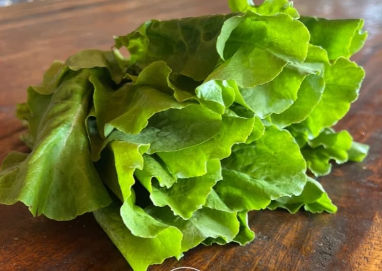 Butter Crunch Lettuce