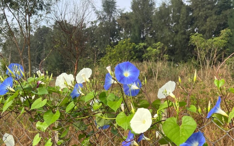 White Blue Morning Glory