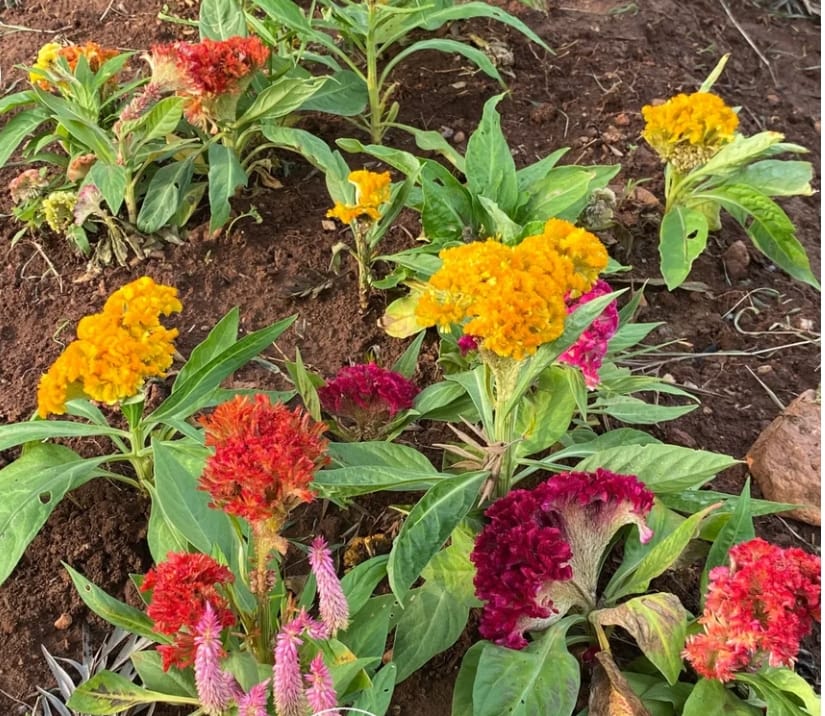 Colour Mix Dwarf Cockscomb – all seasonal flower seeds for home garden in India