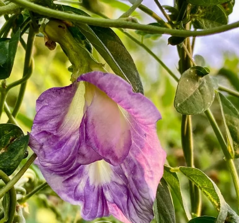 Lavender Butterfly Aparajita
