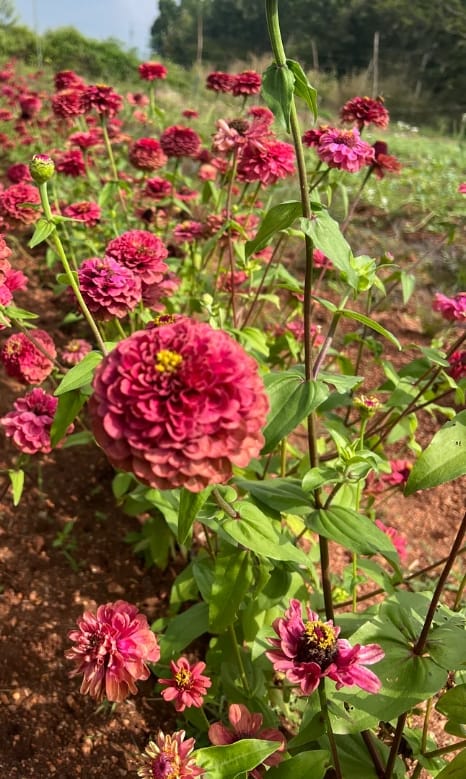 Lime Red Zinnia