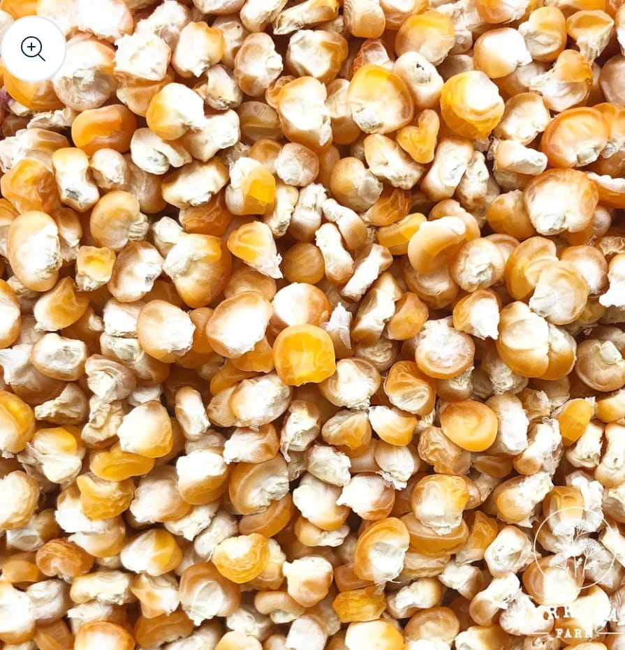 Golden Sweet Corn – exotic vegetable seeds for home garden in India