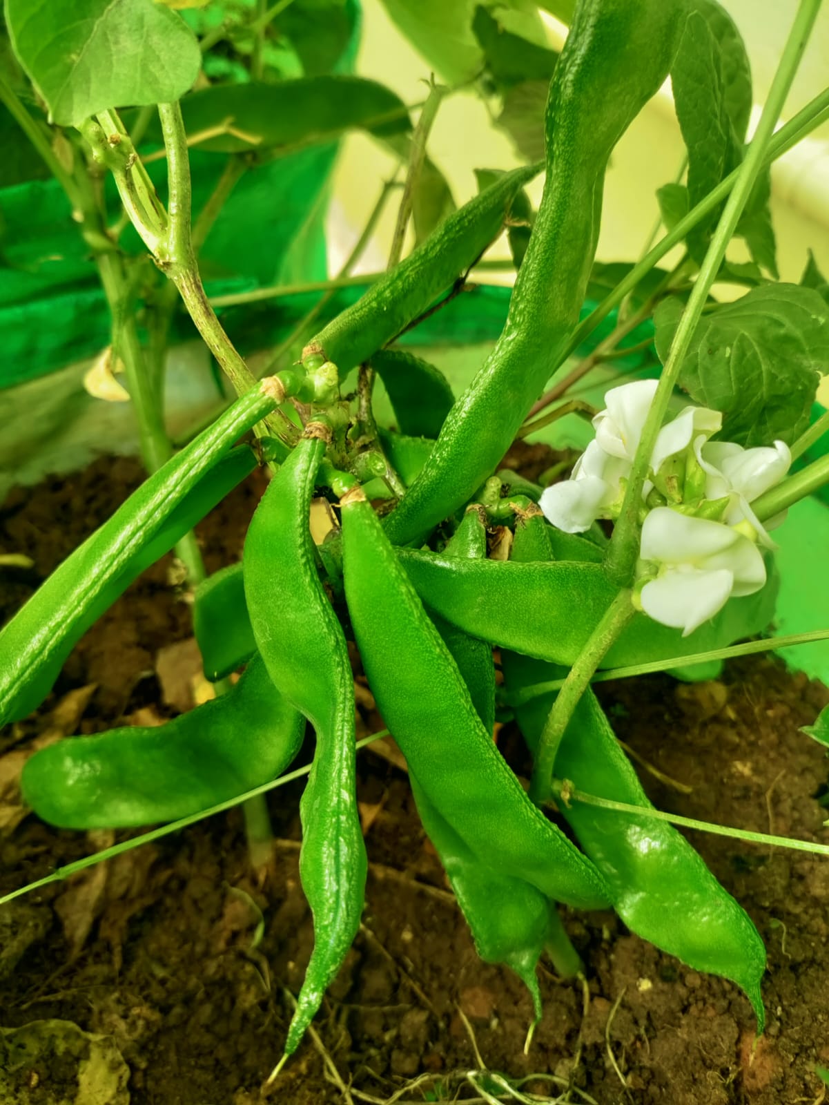 All Season Butter Chikkudu – native vegetable seeds for Indian home garden