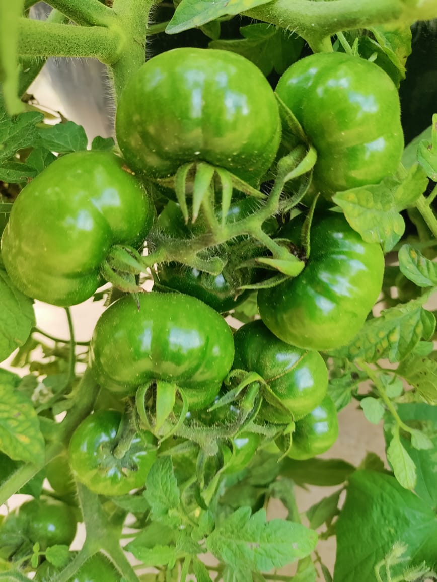Desi Tomato – native vegetable seeds for Indian home garden