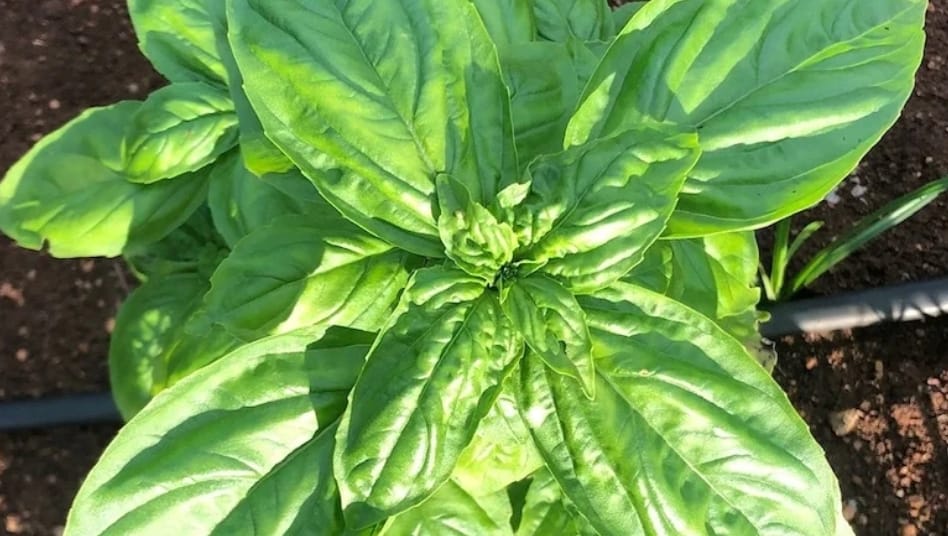 Italian Basil – exotic vegetable seeds for home garden in India