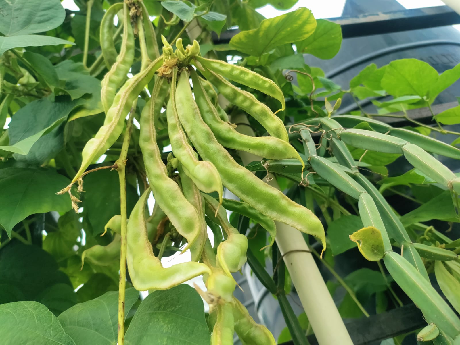 All Season White Long Chikkudu – native vegetable seeds for Indian home garden