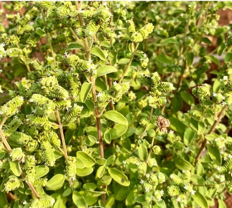 Sweet Marjoram – exotic vegetable seeds for home garden in India