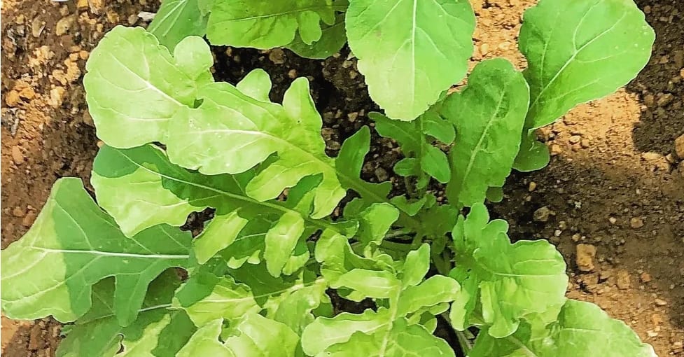 Arugula Rocket Salad – exotic vegetable seeds for home garden in India