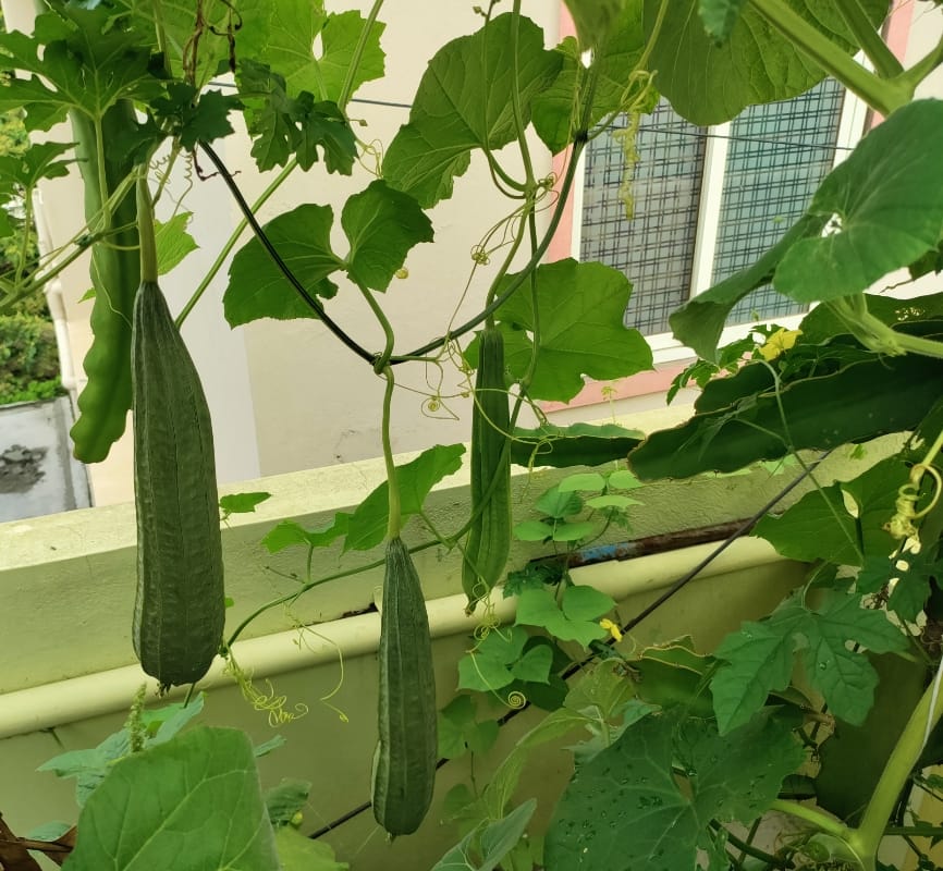 Desi Ridge Gourd (Naatu Beera) – native vegetable seeds for Indian home garden