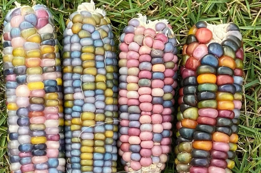 Rain Bow Corn – exotic vegetable seeds for home garden in India