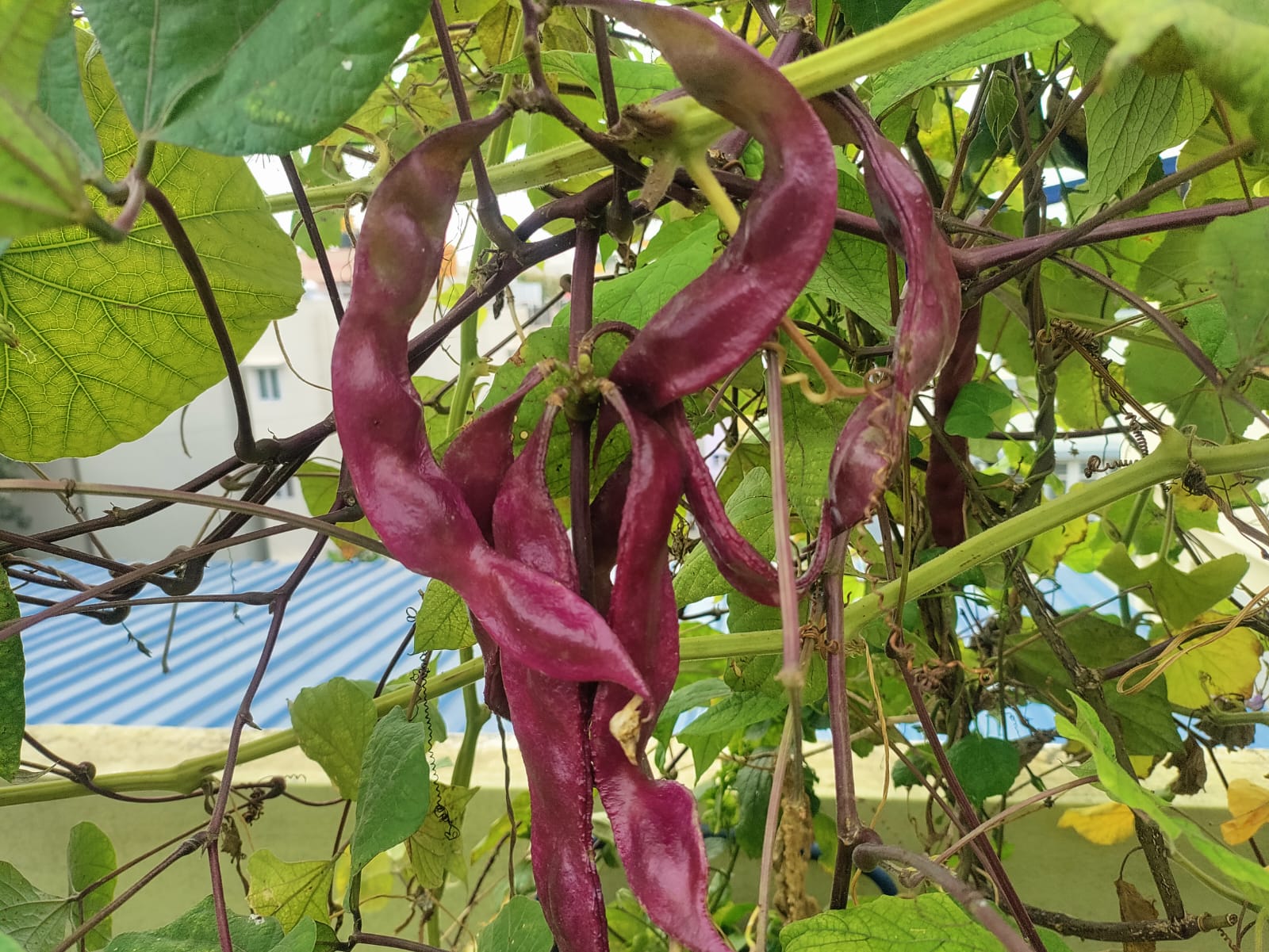 Red Long Chikkudu – native vegetable seeds for Indian home garden