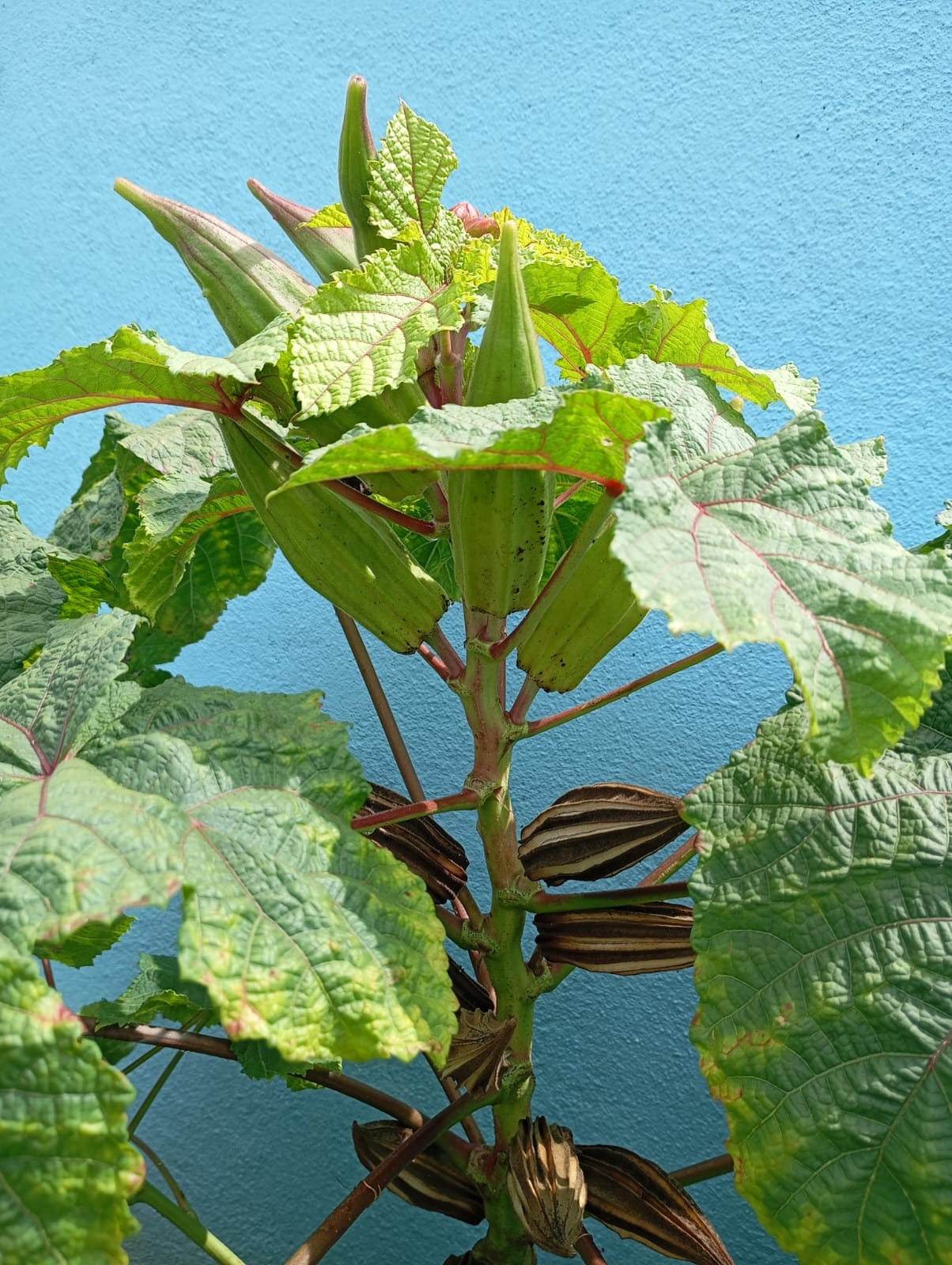 Green Star Okra – native vegetable seeds for Indian home garden