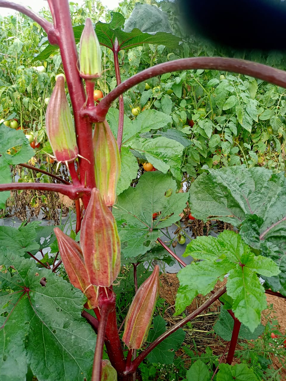 Star Okra Double Colour – native vegetable seeds for Indian home garden