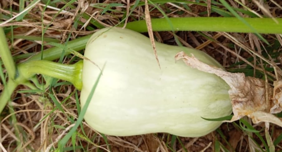 Butternut Squash White – exotic vegetable seeds for home garden in India